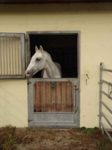 World Championship horse Mitja, which we took over from Topoľčianky after his retirement from top-level competition.