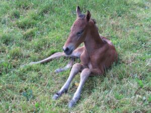 A few hours old filly.