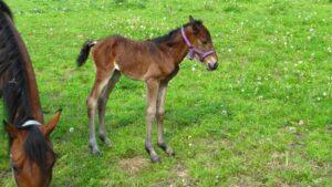 On the day of birth: Another filly from the same broodmare.