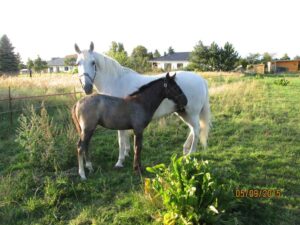 The filly a few months later with a clearly defined coat color.