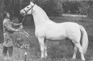 The Pepinièrhengst Neapolitano VIII Saragossa, used in the mid-1970s at the Slovak National Stud Topoľčianky, can be found in the 3rd generation (maternal line) of our stallion’s lineage.