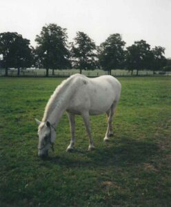 The dam Timrava of our stallion in 1998 on a pasture of the Hostie Stud Farm.