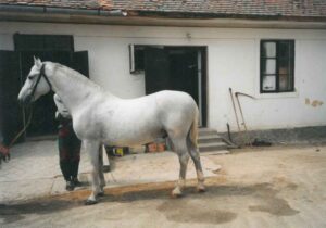 In 1998, father Maestoso X Mahonia enjoys a summer shower at the Hostie Stud Farm.