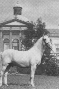 Stallion Neapolitano VII Perletta, used in the mid-1970s at the Slovak National Stud Topoľčianky, with the backdrop of the eponymous castle. He is one of the ancestors in the third generation on the maternal side of Maestoso X Timrava.