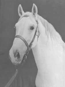 In the third generation on the maternal side of our Maestoso X Timrava, we find the stallion 146 Neapolitano VII Perletta, who was used in the mid-1970s at the Slovak National Stud Topoľčianky..