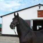 13- jährig, ein ausgereifter Lipizzaner Hengst vor seinem Stall im Trabergestüt. Ein typisches Merkmal der Lipizzaner ist seine späte Reife.