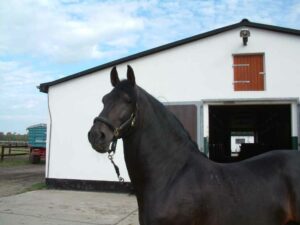 13- jährig, ein ausgereifter Lipizzaner Hengst vor seinem Stall im Trabergestüt. Ein typisches Merkmal der Lipizzaner ist seine späte Reife.