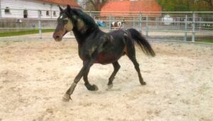 Eine schicke Fellzeichnung; nicht erblich. Vererbt wurde jedoch die Leidenschaft für Sand.