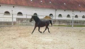 Ständig in Bewegung, um kein Ereignis zu verpassen. Eben typisch Lipizzaner.