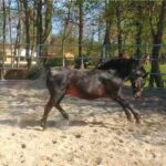 Das Leben ist ein Spiel. Im Hintergrund Teil des Trainingsgeländes im Park von Redefin.