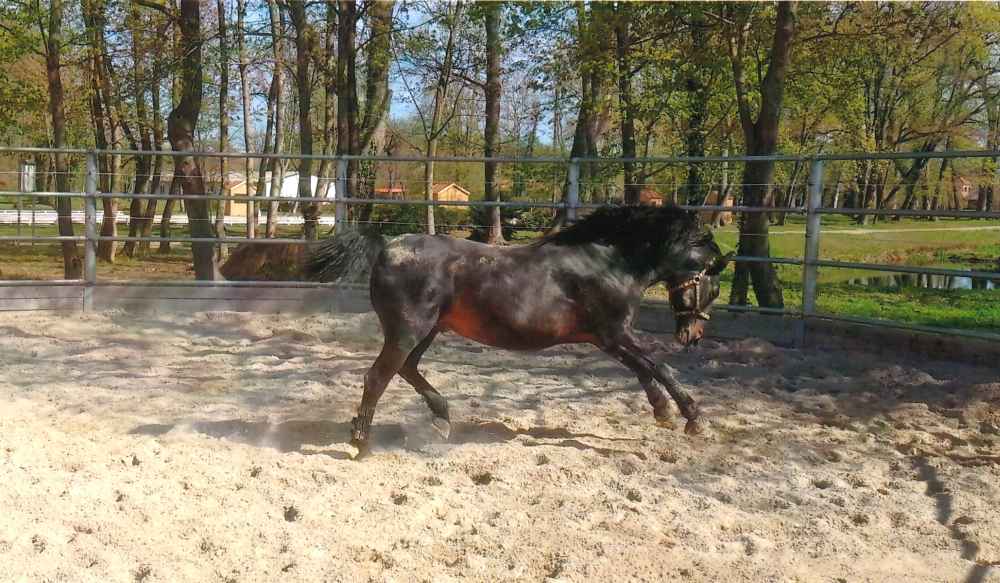 Das Leben ist ein Spiel. Im Hintergrund Teil des Trainingsgeländes im Park von Redefin.