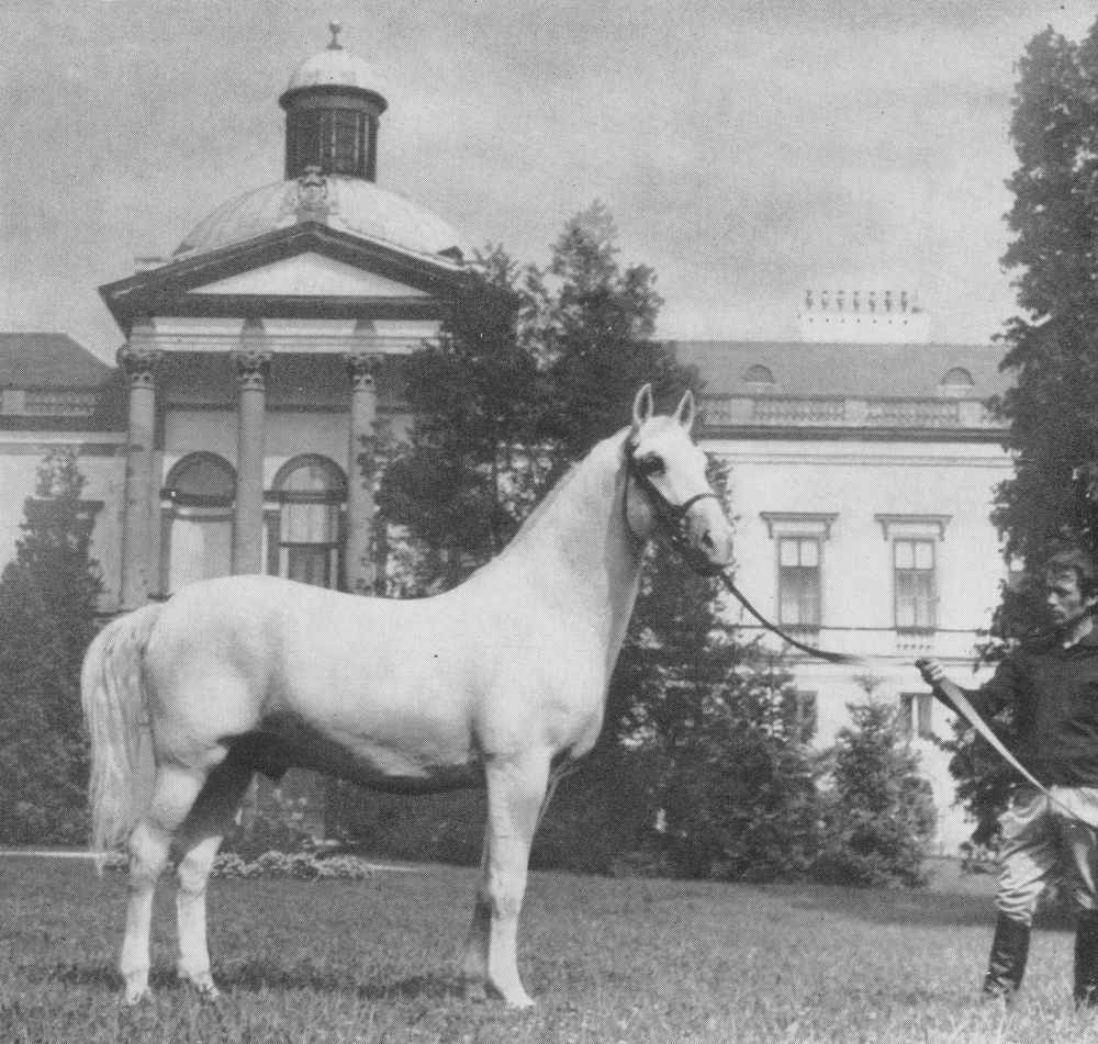 Ein Generationen-Beispiel: Deckhengst Neapolitano VII Perletta Mitte der 70iger Jahre im Slowakischen Nationalgestüt Topoľčianky vor dem Hintergrund des gleichnamigen Schlosses. Er ist einer der Vorfahren in der 3. Generation mütterlicherseits von Maestoso X Timrava.