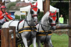 © NŽ Topoľčianky Zweispänner-WM 2011: Konzentrierte Kraftpakete für ihren Menschen, für ihren Freund.