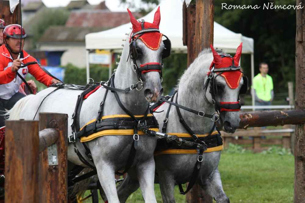 © NŽ Topoľčianky Zweispänner-WM 2011: Konzentrierte Kraftpakete für ihren Menschen, für ihren Freund.