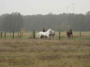 Weltmeisterschaftspferd Mitja auch nach vielen Jahren im Spitzensport kerngesund und extrem bewegungsfreudig, eben typisch Lipizzaner.