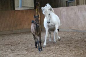 © Florian Gatterdam Mutterstute mit wenigen Tagen altem Hengstfohlen: Das typische Temperament der Lipizzaner.