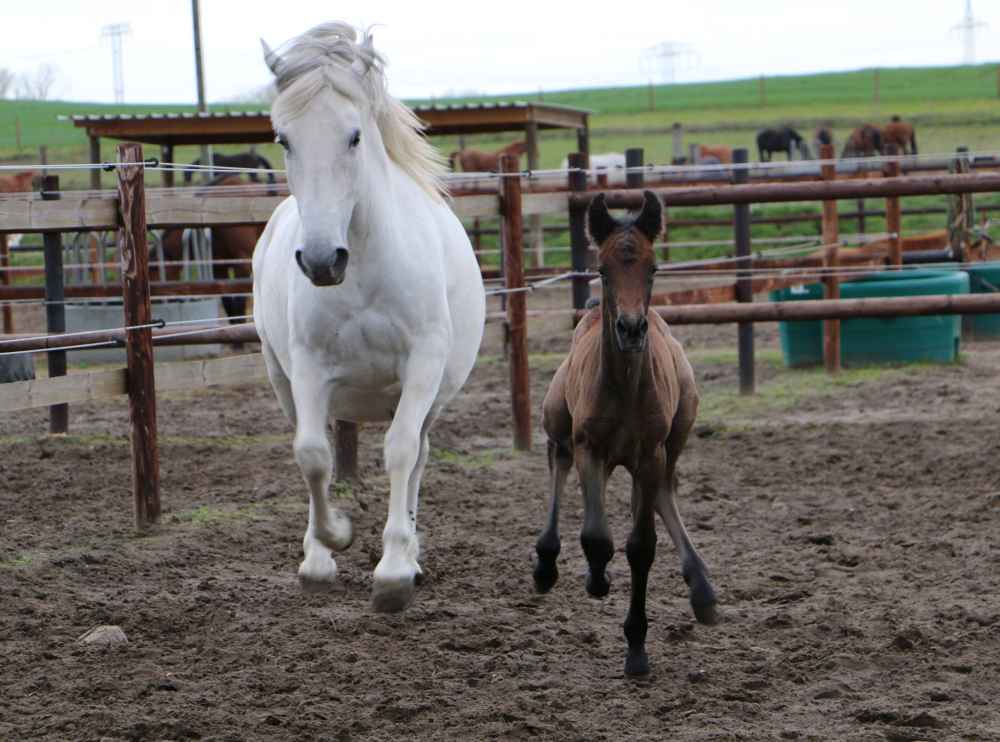 © Florian Gatterdam Temperament und Lebensfreude begleiten das Wachstum der Lipizzaner.