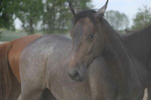 © Florian Gatterdam Die typische und für Menschen so faszinierende Ausstrahlung des Lipizzaner lässt sich schon früh erkennen.