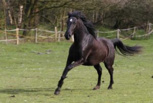 Aus Fohlen werden Pferde. Inzwischen 3-jährige Rappstute zeigt ihre Lebensfreude mit ihrem wunderbaren Lipizzaner-Temperament.