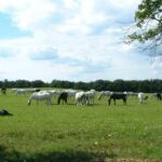 Die Lipizzaner-Mutterstutenherde in Hostie; der Geburtsort von Maestoso X Timrava.