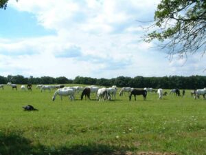 Die Lipizzaner-Mutterstutenherde in Hostie; der Geburtsort von Maestoso X Timrava.